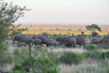 Naklejka na ściany i meble A herd of elephant walking in a line