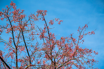 Branches of Siberian crab apple against blue sky on sunny day