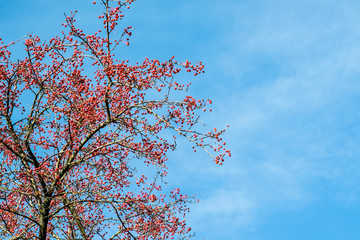 Branches of Siberian crab apple against blue sky on sunny day