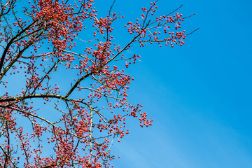Branches of Siberian crab apple against blue sky on sunny day