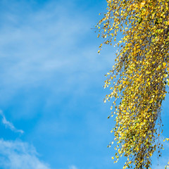 Golden autumn leaves of birch against blue sky on sunny day