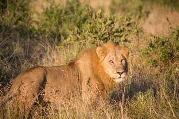 Male lion standing in tall grass looking curious
