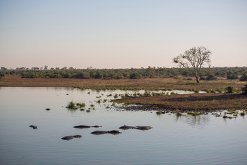 Landscape with hippos in the water