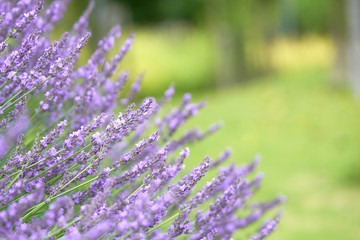 Purple lavender holds a bouquet in the middle of a beautiful flower. Lavender is a mixture of herbs into medicines. And extract the essential oil. Concept of medicine, treatment and health
