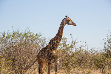 Wide angle of giraffe standing