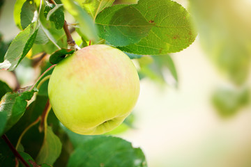 Apples on the tree before harvest.