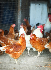 Roosters and hens on a traditional poultry farm. Agriculture.