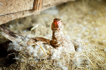 Musky duck on a traditional poultry farm.
