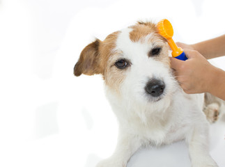  CHILD HANDS EXAMINING DOGS EARS ISOLATED ON WHITE BACKGROUND