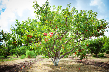 Peach tree with fruits growing in the garden. Peach orchard.
