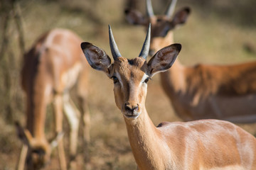 Young impala head on amongst group of others