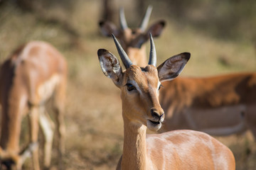 Young, curious impala amongst group of others