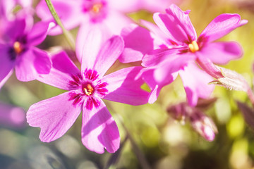 Spring lila Phlox flowers on blurred macro background. Spring or