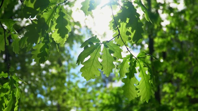 Big trees with oak leaves with natural sunlight and wind.
