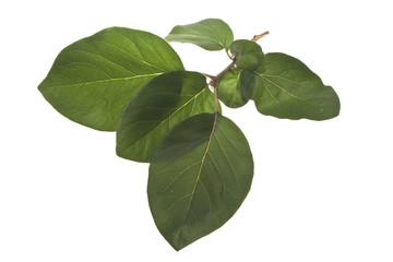 tree leaves isolated on white background