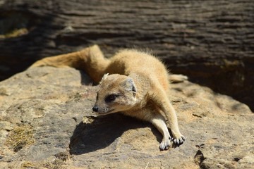 Mangusta foxes in attention