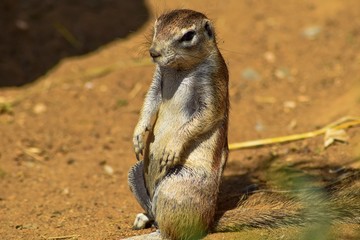 Beautiful posing suricata.