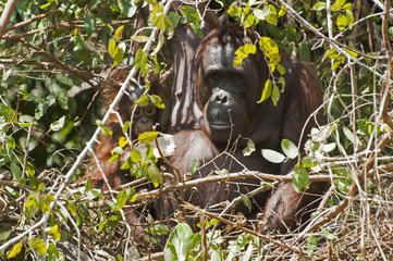 Orang Untan mit Baby