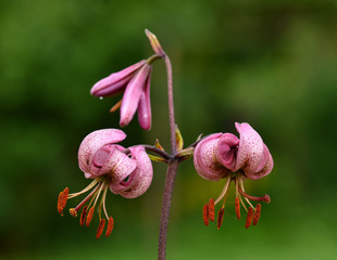 Türkenbund-Lilie  Lilium martagon  Lilie  © JRG