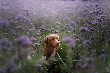 A dog in lilac flowers. Pet in nature, in the field. Nova Scotia Duck Tolling Retriever