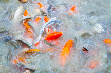 Beautiful carp koi fish swimming in pond in the garden