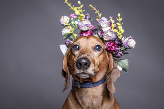dachsund brown dog in a flowers crown