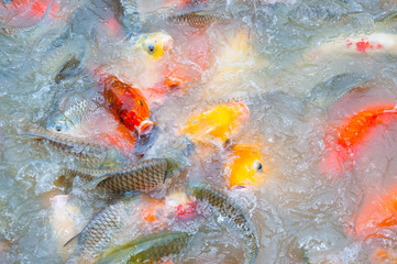 Beautiful carp koi fish swimming in pond in the garden