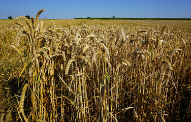 Weizenfeld, Getreidefeld,