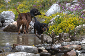 Jagdhunde im Bach
