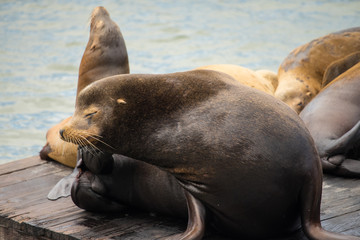Fototapeta premium Sea Lion
