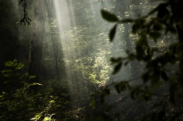 Sonnenstrahlen im Wald