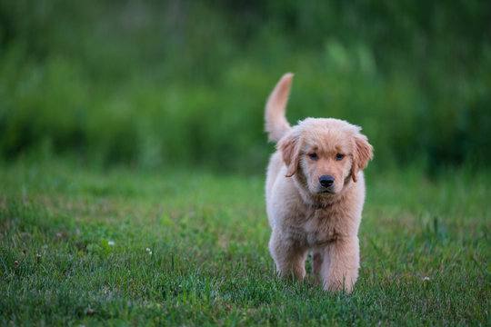 Golden Retriever Puppy Crossing the Lawn