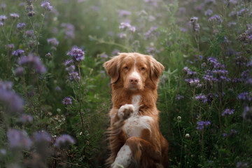 A dog in lilac flowers. Pet in nature, in the field. Nova Scotia Duck Tolling Retriever