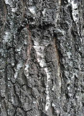 texture of bark of a tree. background. macro.