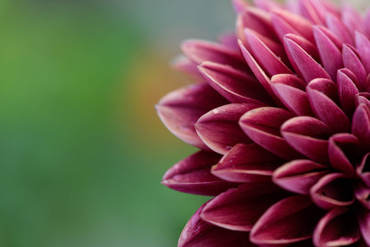 Dahlia in the Morning
