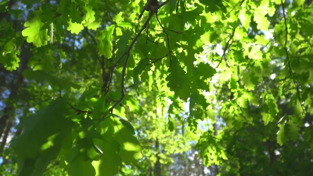 Big trees with oak leaves with natural sunlight and wind.