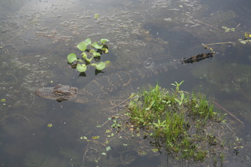 alligator