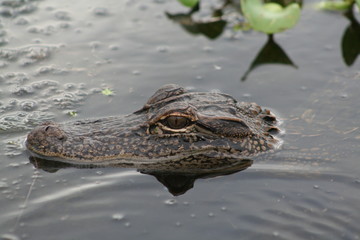 alligator