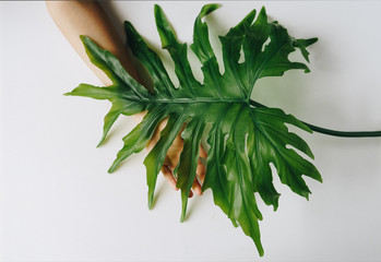Hand is touching a selloum leaf on white background © SianStock