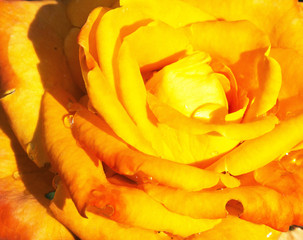 Large yellow rose flower with dew drops