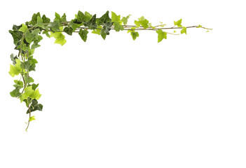 Frame of ivy -Fresh ivy leaves isolated on white background, clipping path included - obrazy, fototapety, plakaty