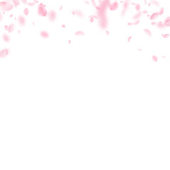 Sakura petals falling down. Romantic pink flowers gradient. Flying petals on white square background