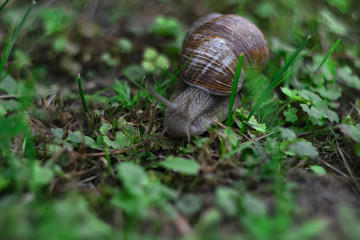 Green snail
