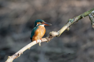 Eisvogel