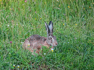 Hare (Lepus europaeus) in the pasture