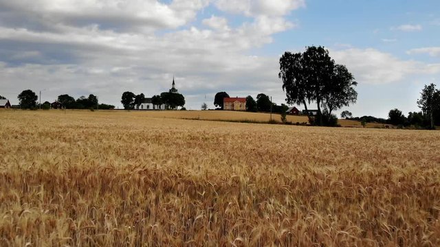Drone footage of a cornfield  in Sweden 