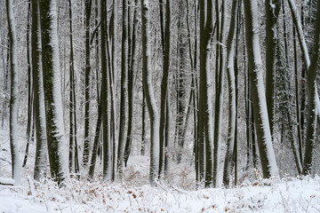 Fototapeta premium Winterwald