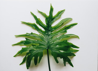 Selloum leaf on white background