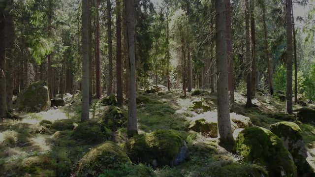 Drone footage of an old forest in Smaland,  Sweden 