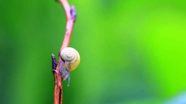 escargot